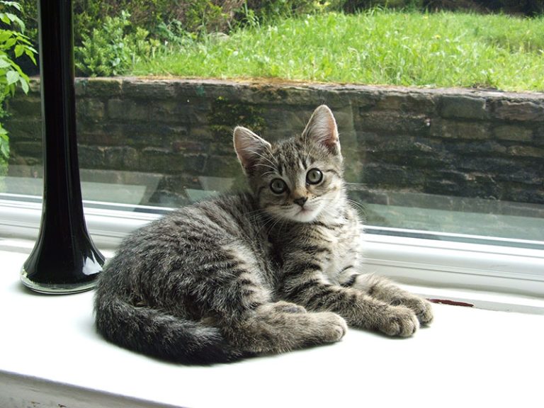 House Calls in Hot Springs in Hot Springs, AR Hot Springs Animal Hospital