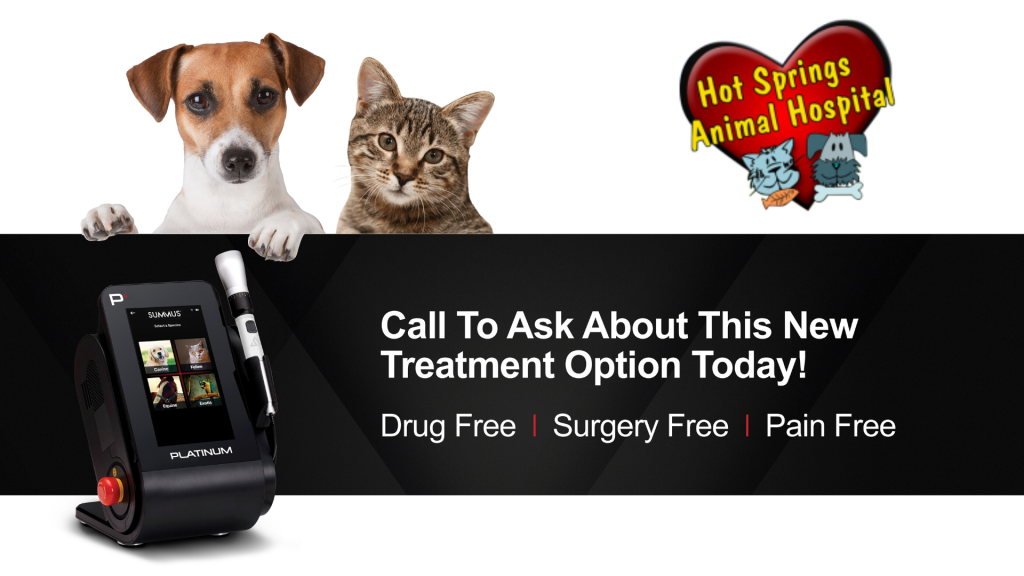 Hot Springs Animal Hospital Hot Springs Ar at Virginia White blog