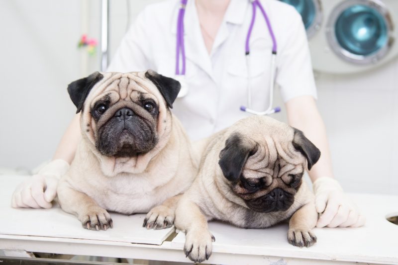 Brachycephalic Breeds and Their Health
